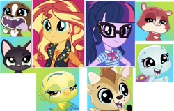 Size: 1643x1046 | Tagged: safe, editor:php77, sci-twi, sunset shimmer, twilight sparkle, bird, cat, dog, goat, hamster, turtle, better together, equestria girls, animal, bev gilturtle, bowtie, clothes, edie von keet, female, geode of empathy, geode of telekinesis, glasses, hilarious in hindsight, jacket, jade catkin, leather jacket, littlest pet shop, littlest pet shop a world of our own, looking at you, magical geodes, male, parakeet, quincy goatee, roxie mcterrier, trip hamston