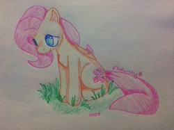 Size: 1024x765 | Tagged: safe, artist:saucynadles, fluttershy, pegasus, pony, sitting, solo, traditional art