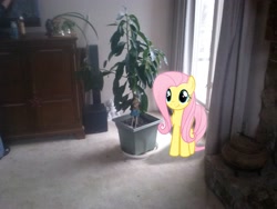 Size: 2592x1944 | Tagged: safe, artist:takua770, artist:tokkazutara1164, fluttershy, :t, curtain, irl, photo, plant, ponies in real life, solo, tree, vector, window