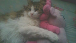 Size: 1280x720 | Tagged: safe, pinkie pie, cat, cat cuddling plushies, hug, irl, photo, play by play, plushie