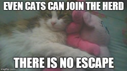 Size: 490x275 | Tagged: safe, pinkie pie, cat, cat cuddling plushies, hug, image macro, irl, join the herd, meme, photo, plushie