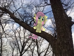 Size: 2592x1944 | Tagged: safe, artist:starboltpony, artist:tokkazutara1164, fluttershy, pegasus, pony, bare tree, female, irl, mare, photo, ponies in real life, sitting, sitting in a tree, solo, tree, vector