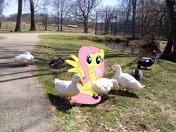 Size: 2592x1944 | Tagged: safe, artist:doctor-g, artist:tokkazutara1164, fluttershy, duck, pegasus, pony, creek, female, fence, flock, irl, mare, milkshake, photo, ponies in real life, solo, tree, vector, walkway