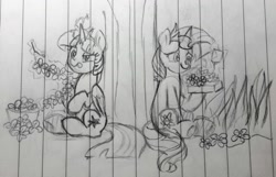 Size: 1546x993 | Tagged: safe, artist:chautung, sunset shimmer, twilight sparkle, twilight sparkle (alicorn), alicorn, pony, unicorn, cute, female, floral head wreath, flower, lesbian, levitation, lined paper, magic, mare, pencil drawing, present, shimmerbetes, shipping, sitting, sunsetsparkle, telekinesis, tongue out, traditional art