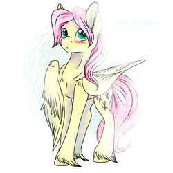 Size: 2000x2000 | Tagged: safe, artist:heather-west, butterscotch, fluttershy, pegasus, pony, blushing, rule 63, solo, unshorn fetlocks