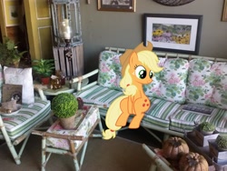 Size: 2592x1944 | Tagged: safe, artist:sunran80, artist:tokkazutara1164, applejack, furniture, irl, painting, photo, plant, ponies in real life, shadow, sitting, solo, vector