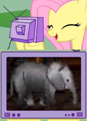 Size: 1228x1694 | Tagged: safe, fluttershy, elephant, pegasus, pony, exploitable meme, meme, mortal kombat, obligatory pony, tv meme