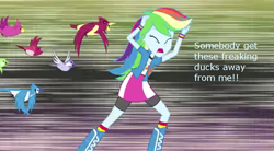 Size: 845x465 | Tagged: safe, derpibooru import, rainbow dash, bird, equestria girls, homestar runner, image macro, meme, reference, speciesism, speciesist-dash, text