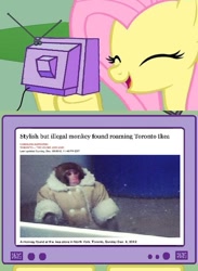 Size: 563x771 | Tagged: safe, fluttershy, monkey, pegasus, pony, exploitable meme, ikea, meme, obligatory pony, tv meme