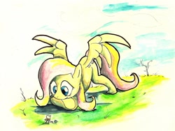 Size: 1280x965 | Tagged: safe, artist:matugi, fluttershy, bird, pegasus, pony, solo, traditional art