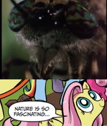 Size: 300x354 | Tagged: safe, idw, fluttershy, pegasus, pony, blue coat, blue eyes, comic, dialogue, exploitable meme, female, looking up, mare, meme, multicolored tail, nature is so fascinating, obligatory pony, pink coat, pink mane, smiling, speech bubble, spongebob squarepants, wings, wormy, yellow coat