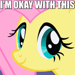 Size: 540x540 | Tagged: safe, screencap, fluttershy, pegasus, pony, green isn't your color, caption, cute, female, happy, i'm okay with this, image macro, looking at you, mare, meme, reaction image, shyabetes, smiling, solo, staring into your soul, text