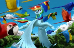 Size: 2550x1650 | Tagged: safe, artist:mykegreywolf, derpibooru import, rainbow dash, pegasus, pony, blue-and-yellow macaw, flying, forest, grin, hyacinth macaw, looking back, macaw, realistic horse legs, scarlet macaw, smiling, solo, spread wings