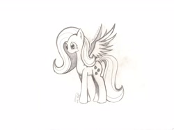 Size: 3392x2532 | Tagged: safe, artist:rarity107, fluttershy, pegasus, pony, grayscale, monochrome, sketch, solo, traditional art