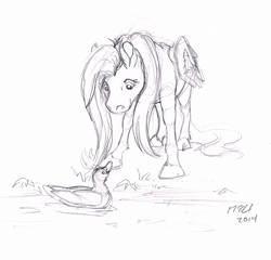 Size: 688x661 | Tagged: safe, artist:carnivorouscaribou, fluttershy, bird, duck, pegasus, pony, animal, duo, female, looking down, mare, monochrome, newbie artist training grounds, pond, realistic horse legs, sketch, traditional art