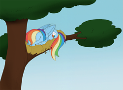 Size: 983x720 | Tagged: safe, artist:ravenpuff, derpibooru import, rainbow dash, pegasus, pony, behaving like a bird, bird nest, cute, dashabetes, eyes closed, nest, prone, sleeping, solo, tree