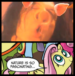 Size: 397x399 | Tagged: safe, idw, fluttershy, pegasus, pony, adult swim, blue coat, blue eyes, dialogue, exploitable meme, female, looking up, mare, meme, meta, multicolored tail, nature is so fascinating, obligatory pony, pig man, pink coat, pink mane, smiling, speech bubble, tim and eric, tommy wiseau, wings, yellow coat