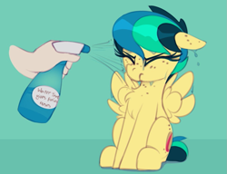 Size: 1069x820 | Tagged: safe, artist:shinodage, derpibooru import, edit, oc, oc only, oc:apogee, human, pegasus, pony, apogee getting sprayed, bad pony, behaving like a bird, chest fluff, cute, diageetes, disembodied hand, eyes closed, female, filly, floppy ears, fluffy, hand, mare, nostrils edit, solo focus, spray bottle, this will end in jail time, wet