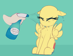 Size: 1069x820 | Tagged: safe, artist:shinodage, derpibooru import, edit, oc, oc only, oc:apogee, human, pegasus, pony, apogee getting sprayed, bad pony, behaving like a bird, chest fluff, cute, diageetes, disembodied hand, eyes closed, female, filly, floppy ears, fluffy, hand, mare, no hair, no mouth, no nostrils, solo, solo focus, spray bottle, this will end in jail time, wet
