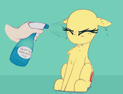 Size: 1069x820 | Tagged: safe, artist:shinodage, derpibooru import, edit, oc, oc only, oc:apogee, human, pony, apogee getting sprayed, bad pony, behaving like a bird, chest fluff, cute, diageetes, disembodied hand, eyes closed, female, filly, floppy ears, fluffy, followup, hand, mare, no hair, no mouth, no nostrils, solo, solo focus, spray bottle, this will end in jail time, wet