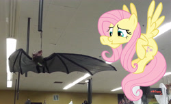 Size: 3264x1978 | Tagged: safe, artist:porygon2z, fluttershy, bat, irl, photo, ponies in real life