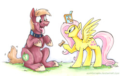 Size: 900x564 | Tagged: safe, artist:spainfischer, big macintosh, fluttershy, earth pony, pegasus, pony, begging, big macindog, cute, discorded, dog treat, fluttermac, hypnosis, male, shipping, sitting, stallion, straight, tongue out, traditional art