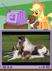 Size: 457x625 | Tagged: safe, applejack, winona, border collie, dog, earth pony, horse, pony, comparison, cute, exploitable meme, friendship, hoers, irl dog, irl horse, meme, obligatory pony, tv meme