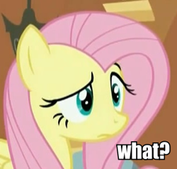 Size: 341x324 | Tagged: safe, screencap, fluttershy, pegasus, pony, /mlp/, raised eyebrow, reaction image, solo, wat