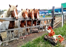 Size: 2048x1469 | Tagged: safe, photographer:pakapaka1993, autumn blaze, horse, kirin, horse-pony interaction, irl, japan, photo, plushie, solo