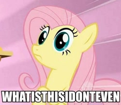 Size: 600x518 | Tagged: safe, fluttershy, pegasus, pony, image macro, meme, solo, wat