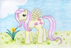 Size: 900x613 | Tagged: safe, artist:normaleeinsane, fluttershy, pegasus, pony, flower, solo, traditional art