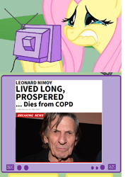 Size: 812x1024 | Tagged: safe, fluttershy, pegasus, pony, exploitable meme, leonard nimoy, meme, obituary, obligatory pony, tv meme