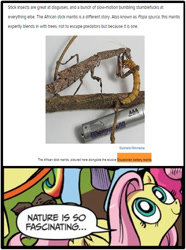 Size: 372x500 | Tagged: safe, edit, fluttershy, mantis, pegasus, pony, african stick mantis, battery, blue coat, blue eyes, cracked, cracked.com, dialogue, eating, ecuadorian battery mantis, exploitable meme, female, grub, looking up, mare, mealworm, meme, multicolored tail, nature is so fascinating, obligatory pony, pink coat, pink mane, smiling, speech bubble, wings, yellow coat