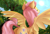 Size: 1920x1292 | Tagged: safe, artist:mattatatta, fluttershy, pegasus, pony, plot, solo, spread wings, survivor shy