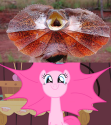 Size: 500x563 | Tagged: safe, edit, screencap, pinkie pie, earth pony, frilled lizard, lizard, pony, party of one, comparison