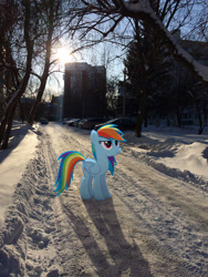 Size: 2448x3264 | Tagged: safe, artist:albertuha, derpibooru import, rainbow dash, pegasus, pony, female, frown, hooves, irl, mare, photo, ponies in real life, smiling, snow, solo, winter