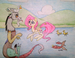 Size: 1337x1039 | Tagged: safe, artist:ameliacostanza, discord, fluttershy, duck, fish, pegasus, pony, discoshy, female, male, shipping, straight, swimming, traditional art