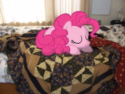 Size: 2832x2128 | Tagged: safe, artist:wolfgangthe3rd, pinkie pie, bed, calendar, irl, messy, photo, ponies in real life, sleeping, solo, vector