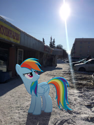 Size: 2448x3264 | Tagged: safe, artist:albertuha, derpibooru import, rainbow dash, pegasus, pony, female, frown, irl, mare, photo, ponies in real life, smiling, snow, solo, winter