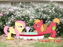 Size: 900x675 | Tagged: safe, big macintosh, fluttershy, earth pony, pony, fluttermac, irl, male, photo, ponies in real life, shipping, stallion, straight