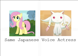 Size: 500x357 | Tagged: safe, fluttershy, incubator (species), pegasus, pony, exploitable meme, kyubey, meme, puella magi madoka magica, same voice actor, slowpoke