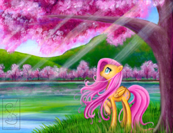 Size: 1024x791 | Tagged: safe, artist:linkslove, fluttershy, pegasus, pony, cherry blossoms, lake, solo, traditional art, tree