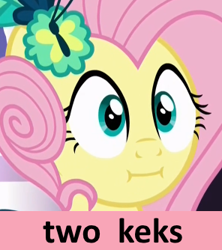 Size: 296x334 | Tagged: safe, fluttershy, pegasus, pony, make new friends but keep discord, :i, female, forty keks, kek, mare, meme, reaction image, solo, we bought two cakes, wide eyes