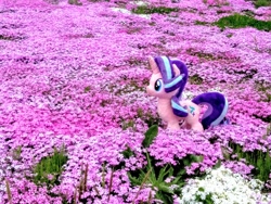 Size: 2080x1560 | Tagged: safe, starlight glimmer, pony, unicorn, flower, irl, photo, plushie, solo