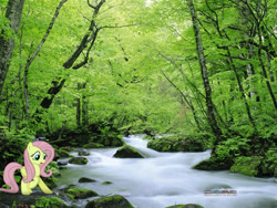 Size: 1024x768 | Tagged: safe, artist:photomix3r, fluttershy, forest, irl, photo, ponies in real life, river, solo, stream, vector