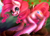 Size: 1400x1000 | Tagged: safe, artist:iponylover, pinkie pie, earth pony, pony, detailed background, female, mare, solo