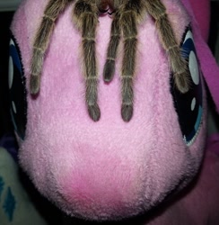 Size: 918x942 | Tagged: safe, pinkie pie, spider, tarantula, adoracreepy, arachnid, arachnophobia, creepy, cute, fangs, funrise, irl, photo, plushie