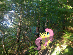 Size: 2592x1944 | Tagged: safe, artist:ebontopaz, artist:makenshi179, fluttershy, forest, irl, path, photo, ponies in real life, shadow, solo, vector