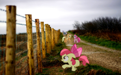 Size: 1920x1200 | Tagged: safe, artist:cyantal, artist:sakatagintoki117, artist:silverfacade, artist:thatguy1945, artist:thisismyphotoshoppin, apple bloom, applejack, maud pie, pinkie pie, barb wire, blurry, fence, irl, photo, ponies in real life, road, vector