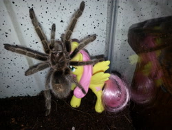 Size: 3264x2448 | Tagged: safe, fluttershy, spider, tarantula, arachnid, arachnophobia, irl, mcdonald's happy meal toys, pet, photo, toy